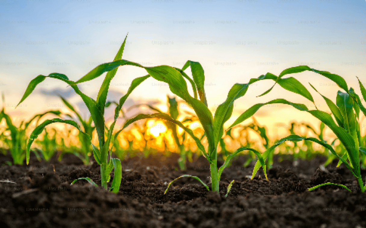 The Role of Fertilizers in Modern Agriculture